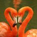 flamingolovers (@flamingolovers_) Twitter profile photo