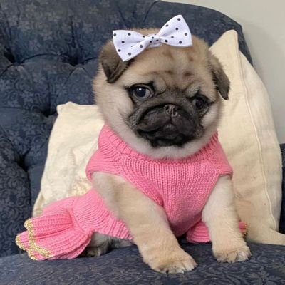 pugloverstw Profile Picture