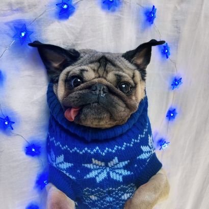 Pugworldtw Profile Picture