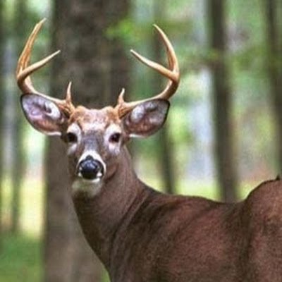 Doug_Sangsters's profile picture. 