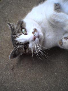 vividdaisy's profile picture. My favorite♥sky(cycle), Arsenal(football), Blackhawks(NHL), Seibu-Lions, MotoGP & music, cinema, Cat!!