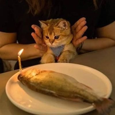 molly4528's profile picture. 