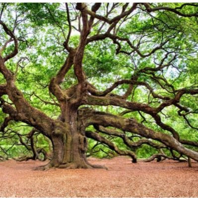 NERC_Navigate's profile picture. Understanding NAture’s multiple Values for InterGrATion into dEcisions