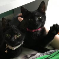 uosuᴉqoɹ ʍəɹpuɐ (@1275ce) 's Twitter Profile