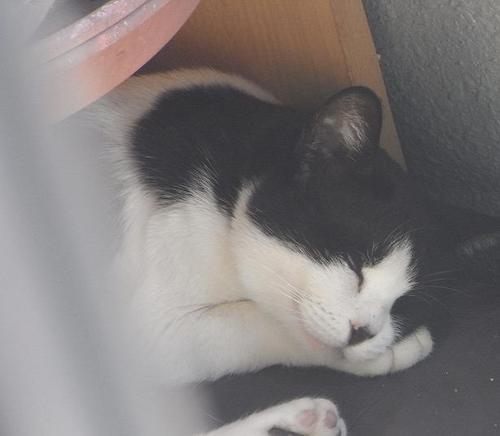 フォロー、RTしていただいた皆様ありがとうございます。人間と同じ個性ある犬猫たちが殺処分されることがとても辛いです。
犬猫たちの命がもっともっと尊重される世の中になるようﾂｲｰﾄしていきたいと思います。