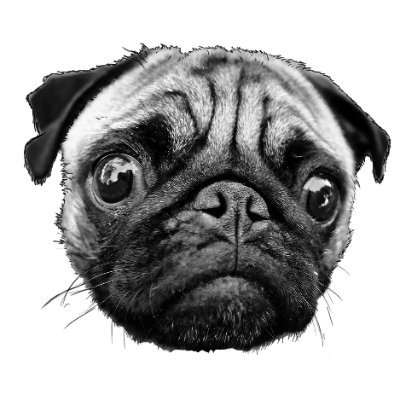 theologypugcast Profile Picture