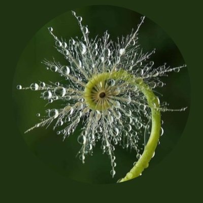 LTHSB's profile picture. Voter, mom, gram, UM grad, stardust.