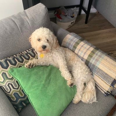 Alex_brown667's profile picture. Dog lover, learning how to take care of dogs and groom them