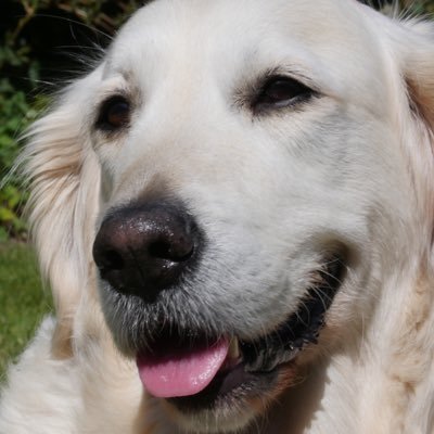 SydneyTrotter11's profile picture. Just sharing memories of a life well lived. Here for a good time not a long time. Pedigree wordsmith Aged 10 & 2/12ths