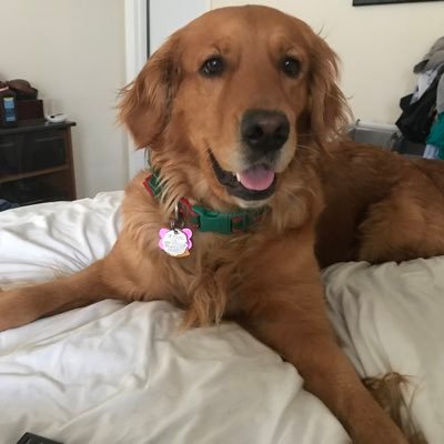 yacygirl's profile picture. 