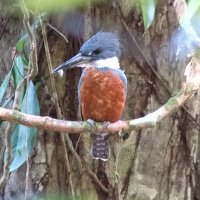Ismael Morales 🍹🐦 (@ismoralopez) 's Twitter Profile Photo Ismael Morales 🍹🐦 (@ismoralopez) 's Twitter Profile Photo