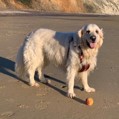 A beautiful goldie pup, sent by my big sisfur Molly 🌈 to look after our Mum and Dad on the Isle of Wight, and to make their heart 💓 smile again 🐾💕