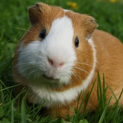 🤝Welcome to #GuineaPigs Community

 We Share Guinea Pigs Contents

 👉Follow Us @GuineaPigsCo