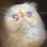 MegalomaniacMo2's profile picture. Follow me for endless adventures of a sullen self important pussycat x Come say hello, I don’t bite, only sniff and tell :)x- in loving memory of Morrissey 🌈🩵