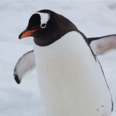 main bibi
user (por si me ven)
Pingü Random🐧