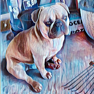 I’m a frenchie not a pug show me some love--Feeling generous? PayPal @bigbabybrutus Donations are much appreciated, money will go into streaming