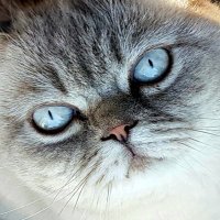 Miss Anthrop (@miaumiox) 's Twitter Profile Photo Miss Anthrop (@miaumiox) 's Twitter Profile Photo