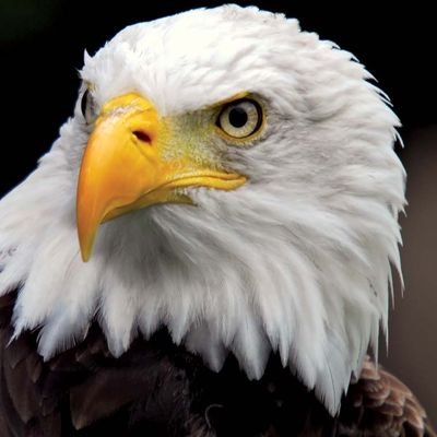 Love America and only America, pro gun, pro God, pro life, pro fossil fuel, PUREBLOOD.🇺🇸🇺🇲🇺🇸🇺🇲🇺🇸🇺🇲🇺🇸🇺🇲🇺🇸🇺🇲🇺🇸🇺🇲🇺🇸🇺🇲🇺🇸🇺🇲🇺🇸🇺🇲