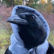 Bird enjoyer | Does art sometimes | Plays games all the time
