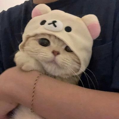 i post cats | turn on tweet notifications!