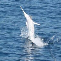 marlin (@averagejohn911) 's Twitter Profile