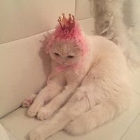 who-13 (@flyingsquiwwel) Twitter profile photo