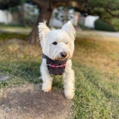 frankyonoo's profile picture. 