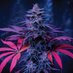 Santa Cruz (@santacruzskunk) Twitter profile photo Santa Cruz (@santacruzskunk) Twitter profile photo