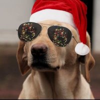 The Crypto Dog (@thecrypetodog) 's Twitter Profile
