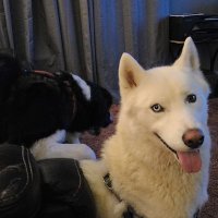 Calvin Petersen (@calvinp72060009) 's Twitter Profile