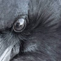 Zikk (@zeketheraven) 's Twitter Profile