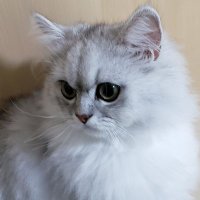 Zhang (@zhang16437886) 's Twitter Profile