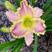 darlene (@darlene24732070) 's Twitter Profile Photo