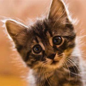 imkitty_2's profile picture. Feast on chicken