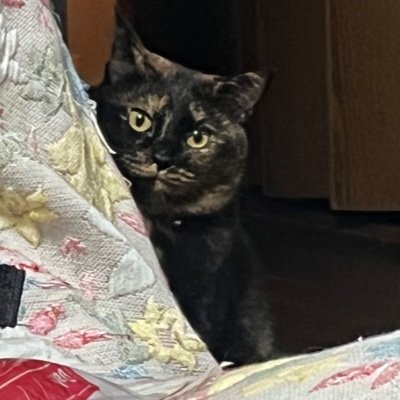 schlagerlife's profile picture. ios engineer 🐈