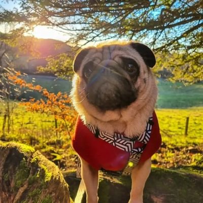 Welcome to @Pug_Lover_768
We share daily #Pug contents,
Follow us if you really love Pug.