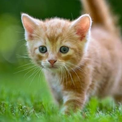 mikeranjerooo's profile picture. よろしくお願いいたします(＞人＜;)
 #ミケランジェロ当選報告