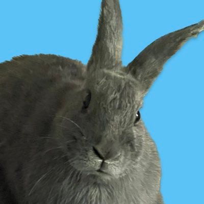 Animal lover, mom to bunnies. #bunny #houserabbit #rabbit
