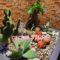 cactus STORE (@cactusstore2022) 's Twitter Profile