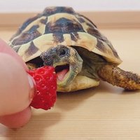 カメのアキレス (@maizuru_kame_2) Twitter profile photo