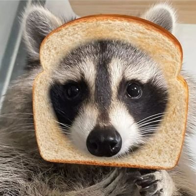 I love Raccoon🦝🦝🦝🦝🦝🦝🦝🦝🦝🦝🦝🦝🦝🦝🦝🦝🦝🦝🦝🦝🦝🦝🦝🦝🦝🦝🦝🦝🦝🦝🦝🦝🦝🦝🦝🦝🦝🦝🦝🦝🦝🦝🦝🦝🦝🦝🦝🦝🦝🦝🦝🦝🦝🦝🦝🦝🦝🦝🦝🦝🦝🦝🦝🦝🦝🦝🦝🦝