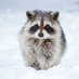 Raccoon 🦝 (@raccoon_worldd) Twitter profile photo