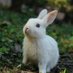 Rabbit Lover Community (@RabbitLoverCom1) Twitter profile photo