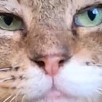🔞nmi (@0w0nm11) 's Twitter Profile