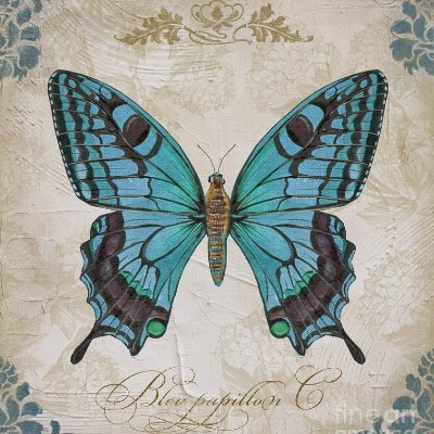 Blue Papillon | #ClipClepHouse(💙,🧡)