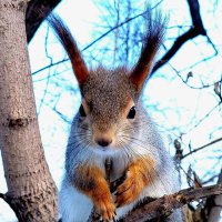 Squirrel lover(@SquirrelloverA) 's Twitter Profile Photo