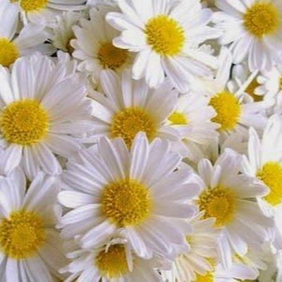 lojain_eng's profile picture. 