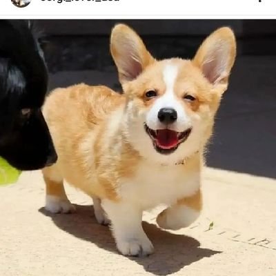 We are corgi community. We update daily corgi content. Stay with us for daily #corgi doge.