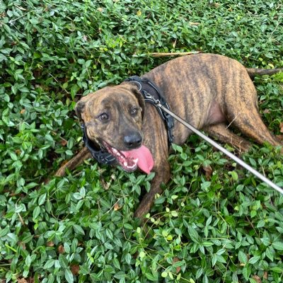 Big dogs got it going on! I am an amazing Plott hound who loves to see people smile! Got that big dog energy. I ALSO LOVE TO RATE OTHER DOGS. Please send pics!