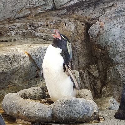 kaguramyana's profile picture. ネットワーク大学生